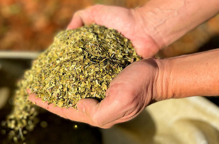 Centenaria Traditional Uruguayan Yerba Mate 1 kg (2.2 lbs)